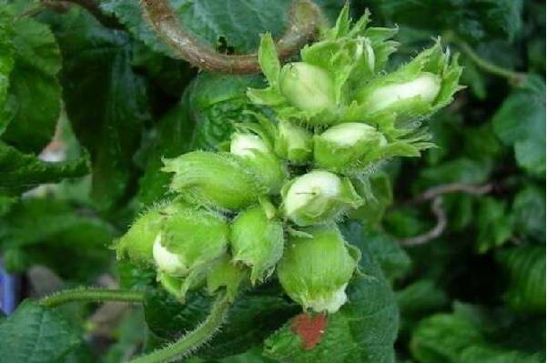 ferreronun ornek bahceleri